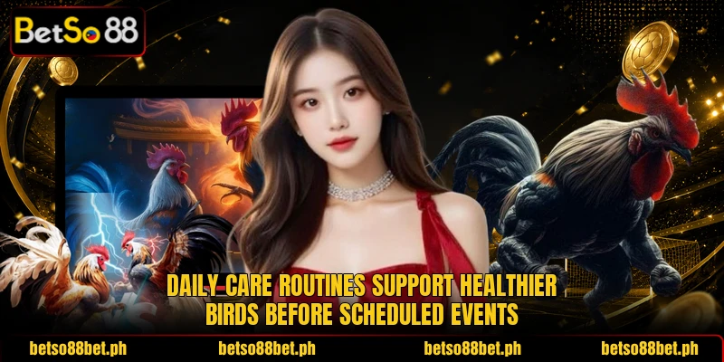 Daily care routines support healthier birds before scheduled events